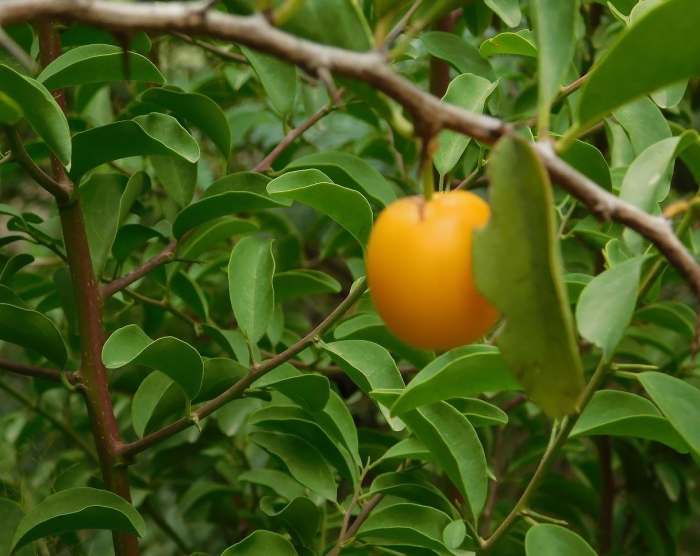 Ксимения американская