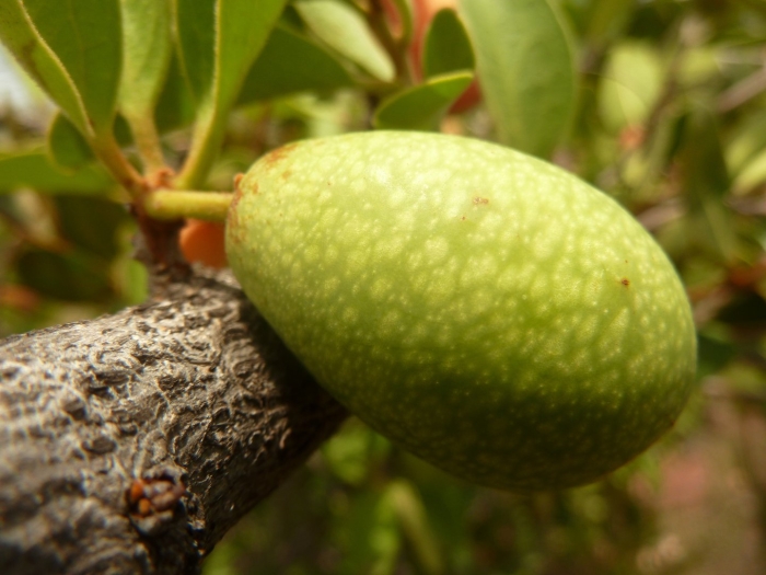 Diospyros sandwicensis