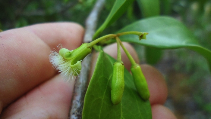 Эвкалипт прутовидный плод