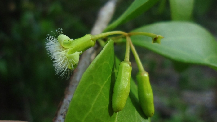 Сизигиум ямбоза