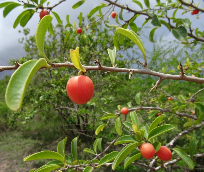 Malpighia emarginata