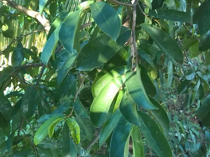 Фикус бенджамина экзотика d12