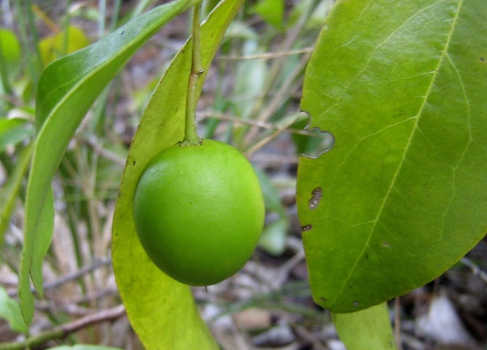 Манцинелла дерево