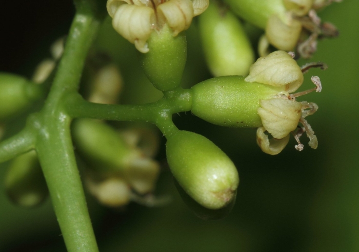 Parthenocissus quinquefolia
