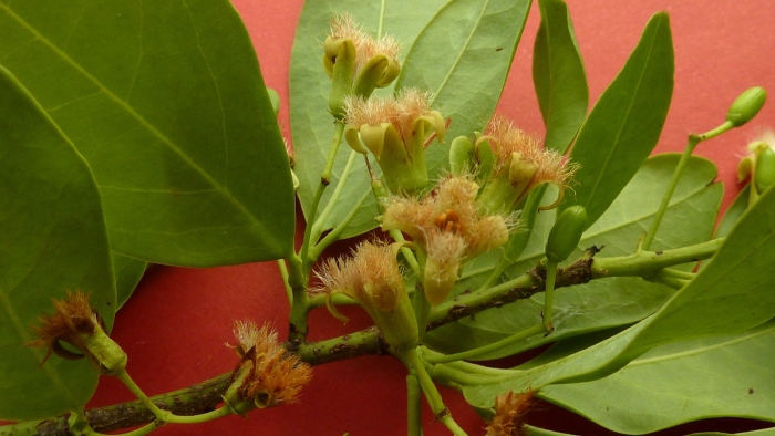 Гвоздичное дерево сизигиум