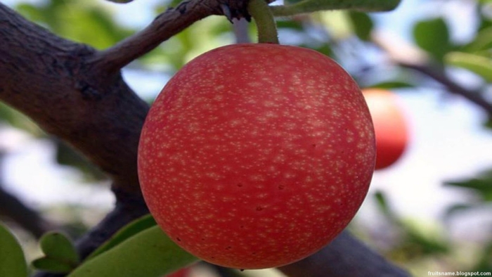 Ксимения фрукт