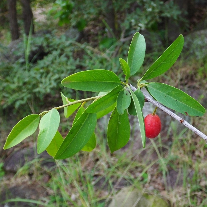 Synsepalum dulcificum