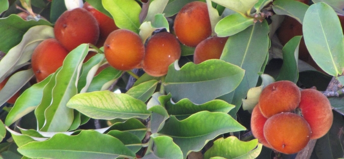 Хурма маболо