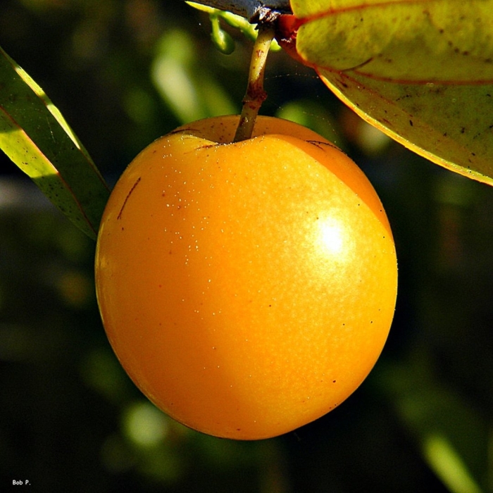 Prunus domestica