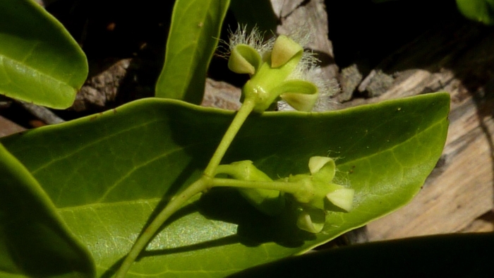 Cynanchum marnierianum