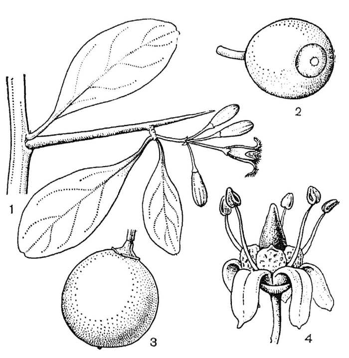 Завязь плода