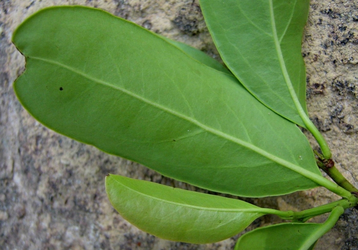 Экзотические растения