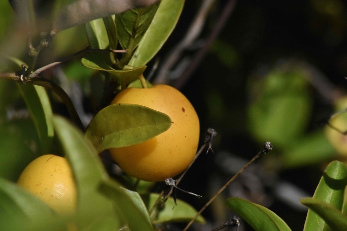 Garcinia brasiliensis