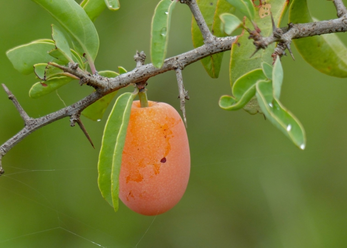 Ximenia fruit