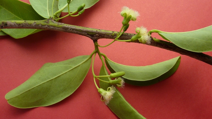 Эвкалипт прутовидный плод