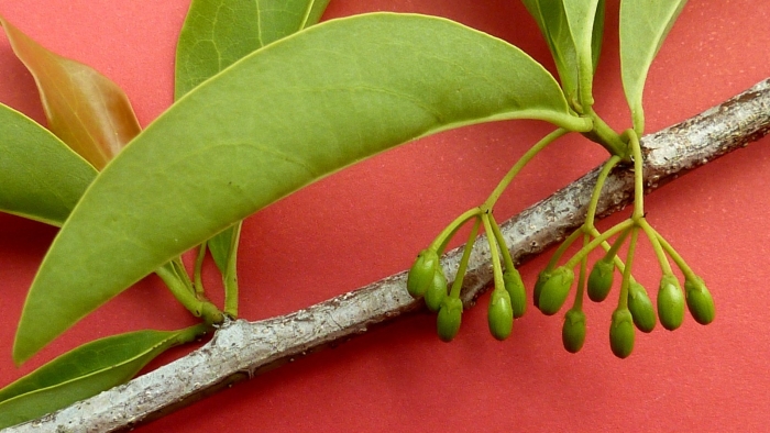 Cinnamomum tamala