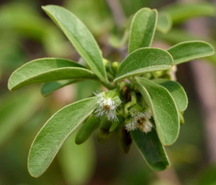 Alternanthera sessilis