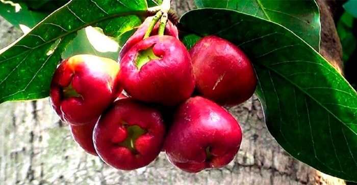 Экзотические фрукт