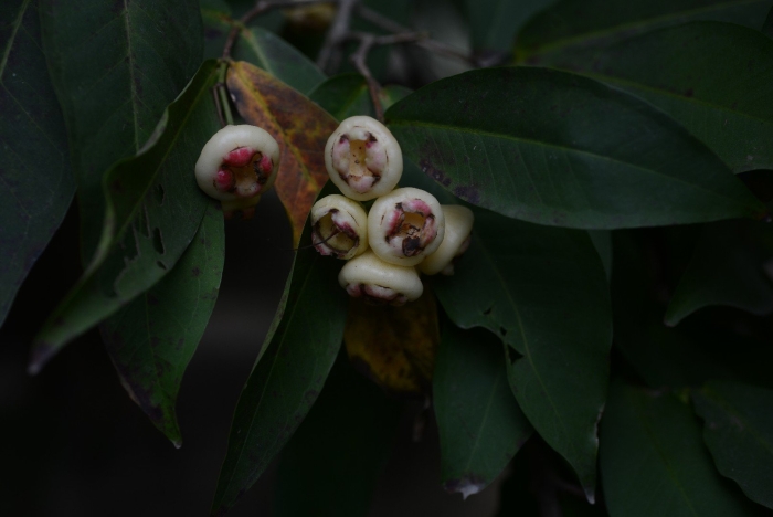 Яванское яблоко syzygium samarangense