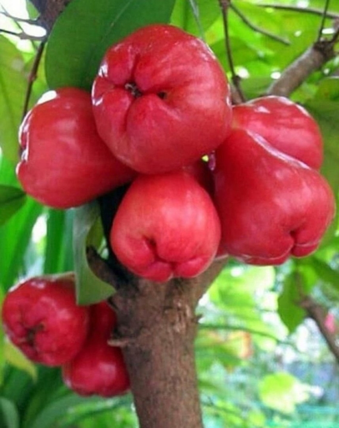 Тайское яблоко чомпу