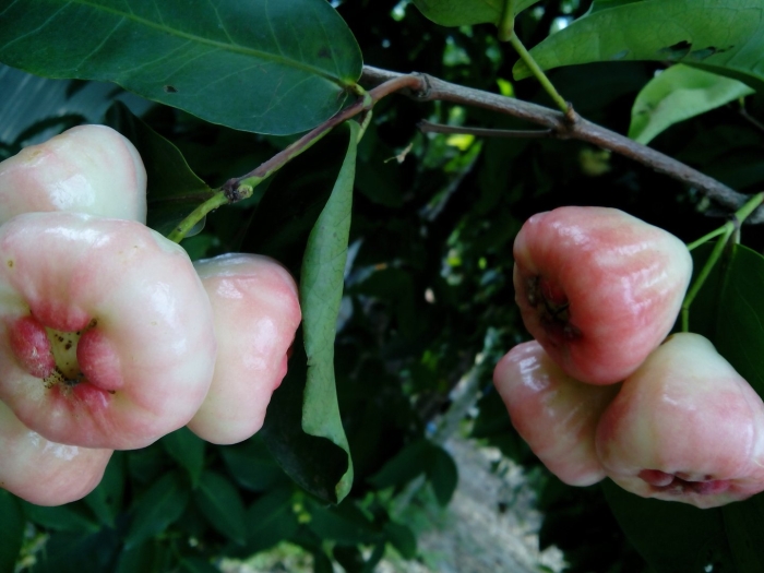 Экзотическое растение