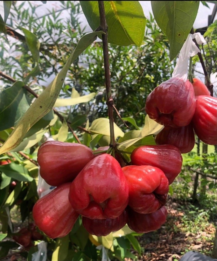 Яванское яблоко syzygium samarangense