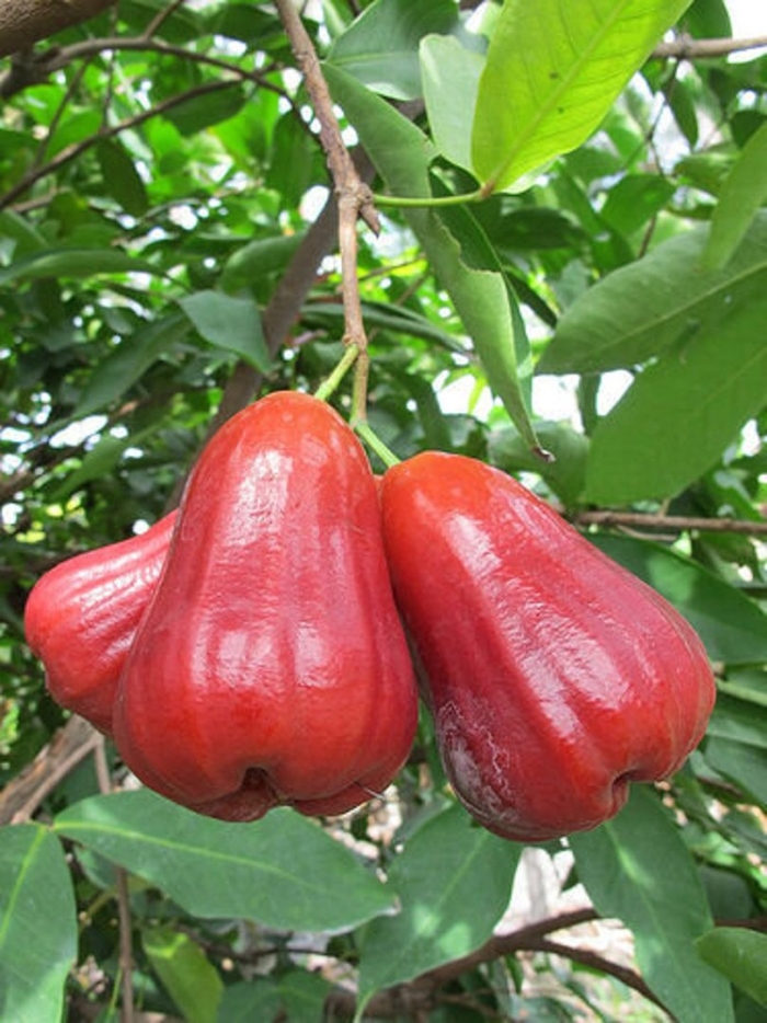 Jambu фрукт