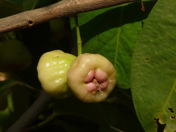 Syzygium джамбу