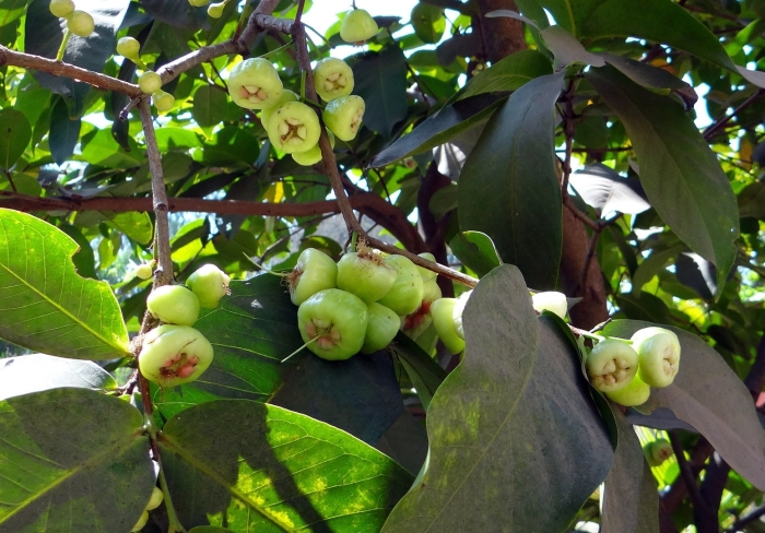 Syzygium samarangense