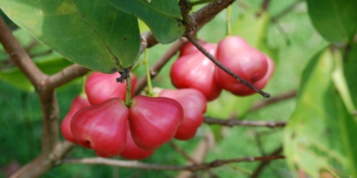 Syzygium samarangense