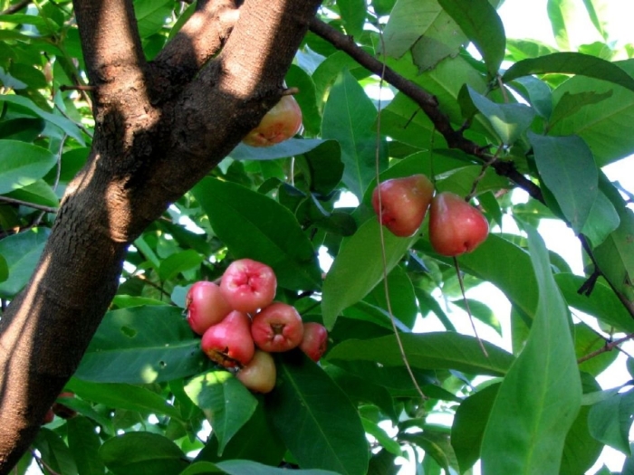 Syzygium malaccense