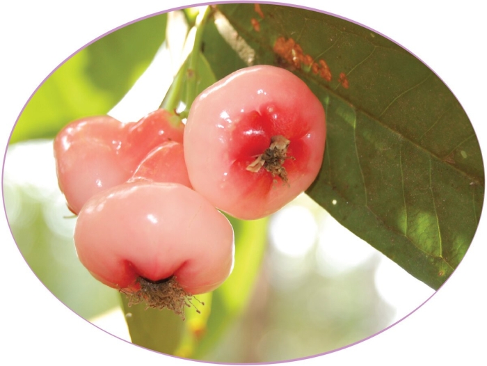 Экзотические фрукт