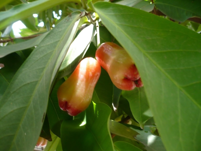 Сизигиум малаккский