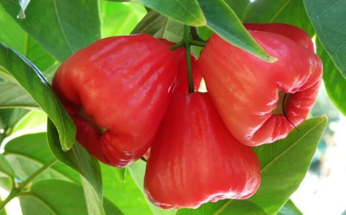 Syzygium джамбу