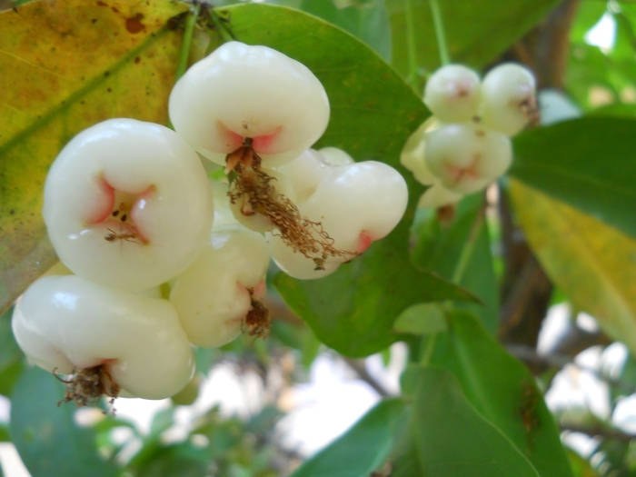 Сизигиум малаккский