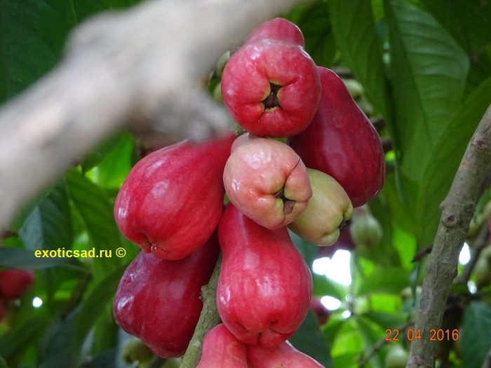 Сизигиум малаккский