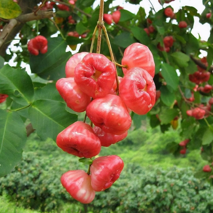 Яванское яблоко дерево