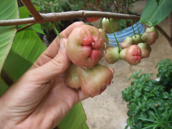 Экзотические растения