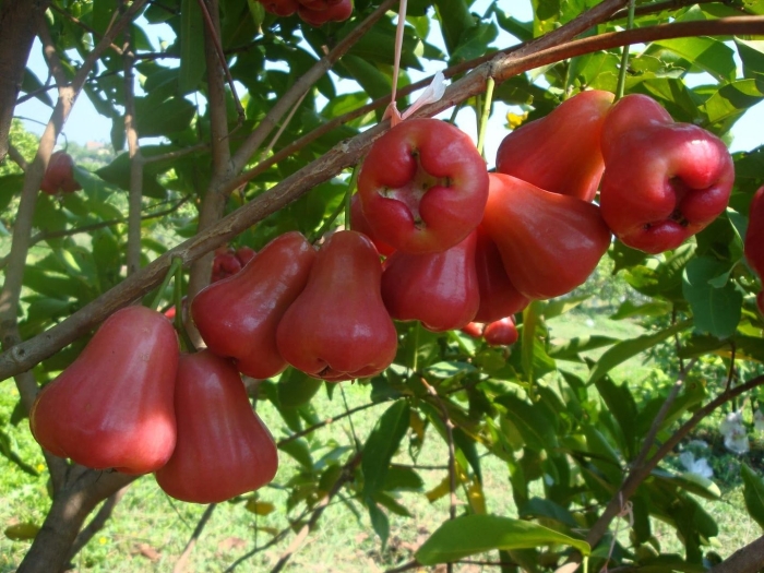 Jambu air фрукт