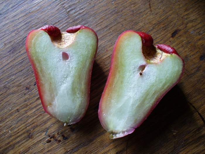 Syzygium samarangense (white margin)