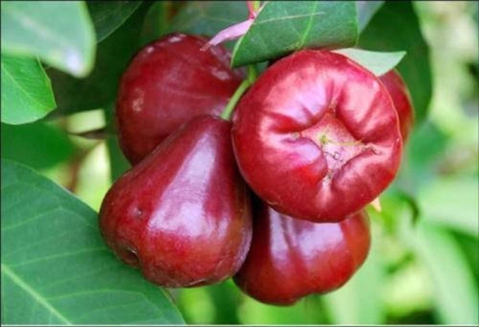 Jambu wax apple