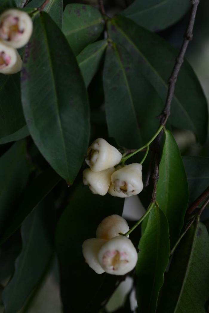 Экзотическое растение