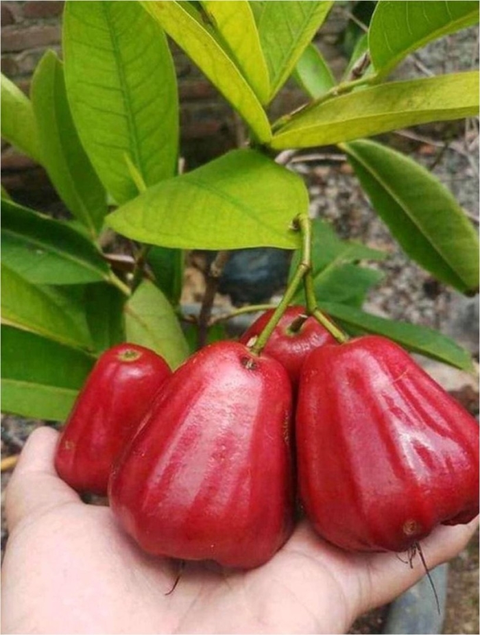 Jambu фрукт