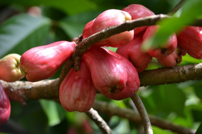 Сизигиум малаккский