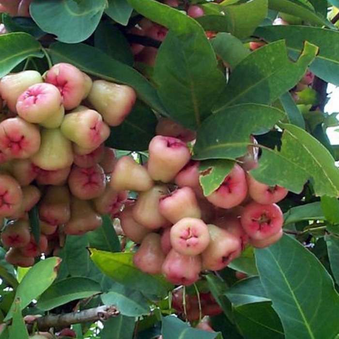 Syzygium aqueum