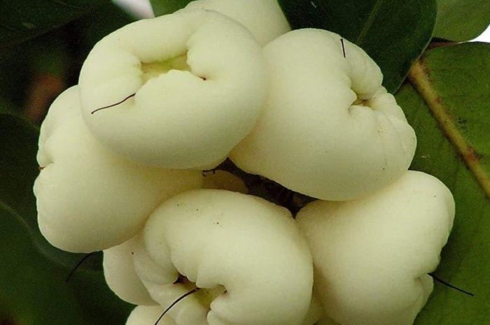 Белые цветки