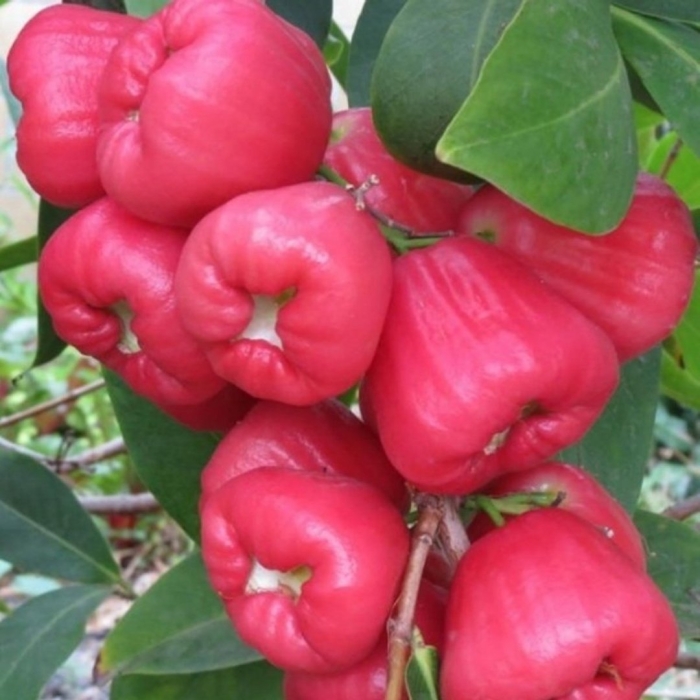 Экзотические фрукт