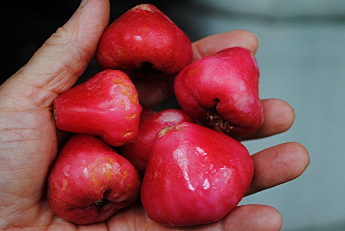 Jambu wax apple