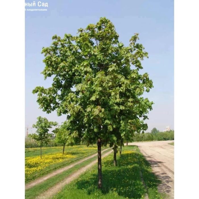 Клен остролистный платан