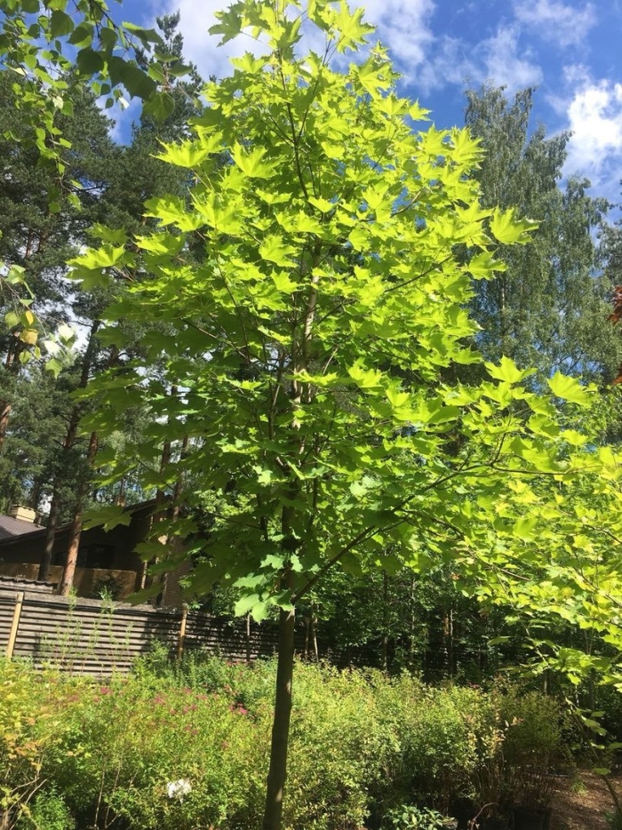 Клён остролистный платановидный